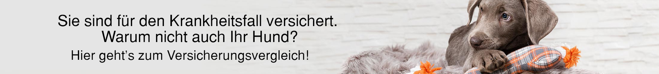 Versichern Sie Ihren Hund gegen Krankheit